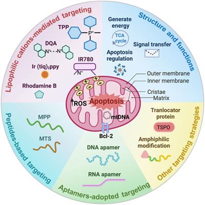 Frontiers | Polymeric Nanoparticles For Mitochondria Targeting Mediated ...